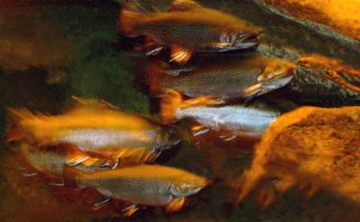 Brook Trout in an Aquarium